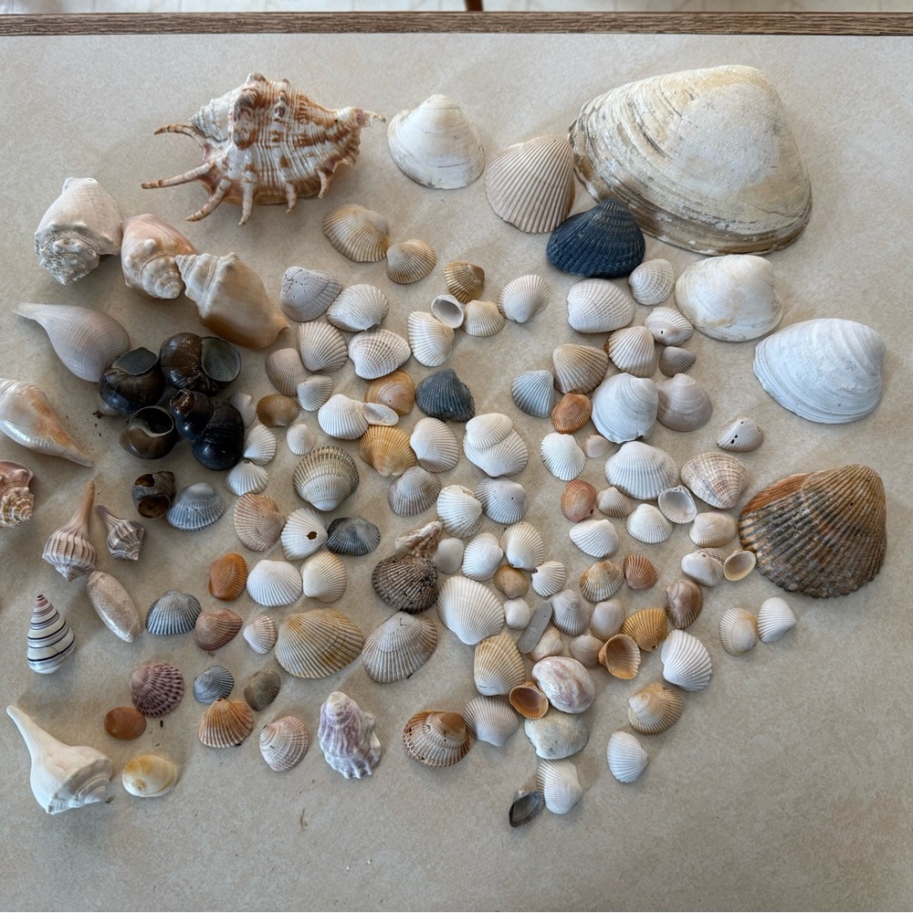 Seashell Collection